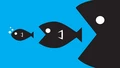 Big Fish Little Fish