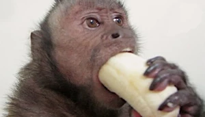 Story puzzle: Operation Bannana