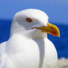 sunriseseagull